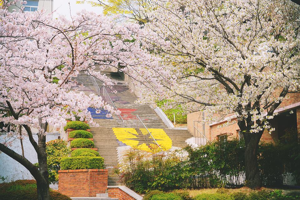 Mùa xuân tại trường đại học Kyungsung