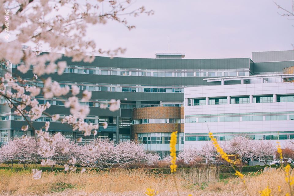 Mùa xuân tại Đại học NamSeoul